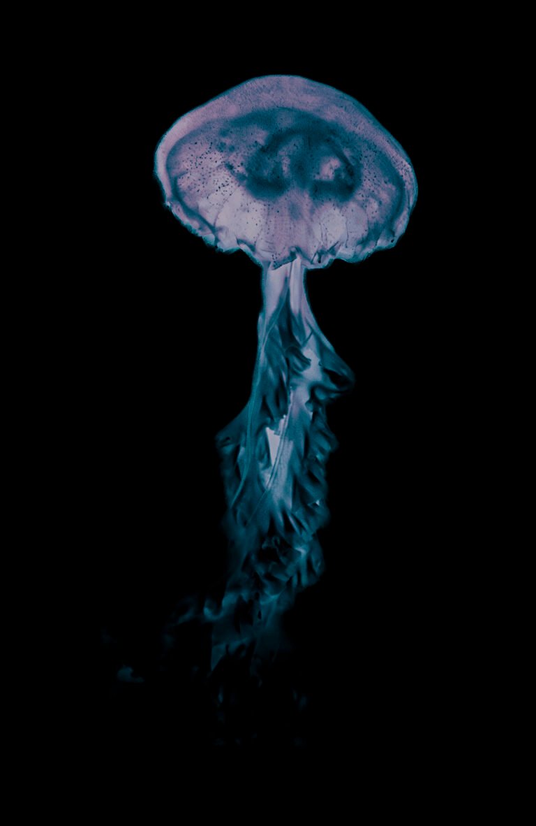 Fotografía de Francisco Toscano de la colección Soliloquios, Chicago, 2013. Acervo Mirada de Cuervo.