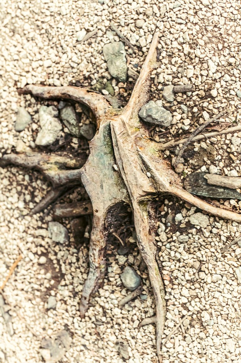 Fotografía de Francisco Toscano de la colección Soliloquios, Chetumal 2019. Acervo Mirada de Cuervo.